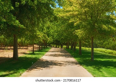 14,589 Tree Lined Pathway Images, Stock Photos & Vectors | Shutterstock