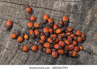 Lots of Tiny European Firebugs are Crawling on the Trunk of an Old Tree in Early Summer
