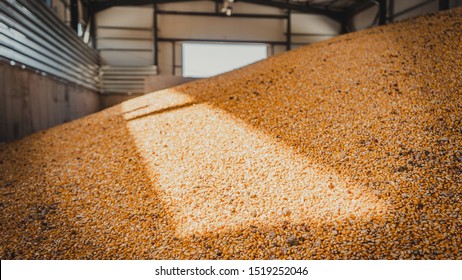 326 Corn cob inside Images, Stock Photos & Vectors | Shutterstock