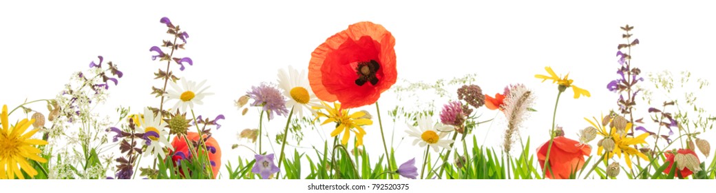 Lots of wild herbs and flowers in front of white background, Header