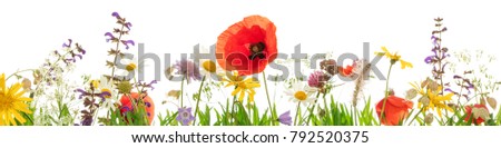 Lots of wild herbs and flowers in front of white background, Header