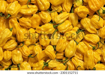 Lots of yellow habanero hot peppers. Background from yellow habaneros. Harvest of peppers. Mexican ripe hot pepper. Bright spice. Spicy food. Top view. 