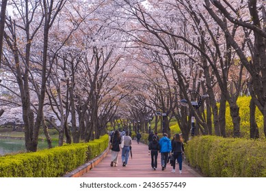 Lotte World Amusement Park and Seokchon Lake  in Spring Cherry blossoms bloom in late March-April.  Seoul, South Korea - Powered by Shutterstock