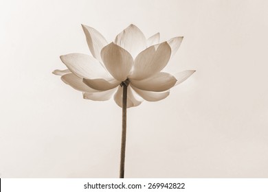 Fleur Lotus Noir Et Blanc Hd Stock Images Shutterstock