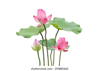 lotus