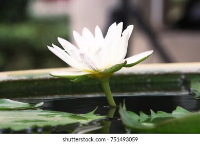 lotus