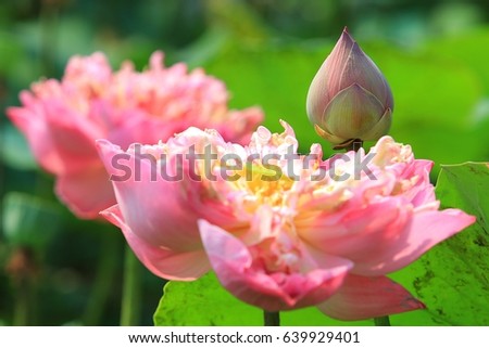 lotus
