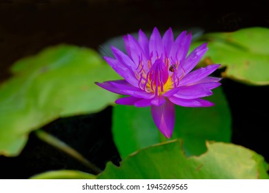 ハスの花 の写真素材 画像 写真 Shutterstock