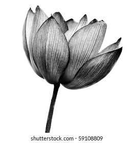 Lotus in black and white on white background.