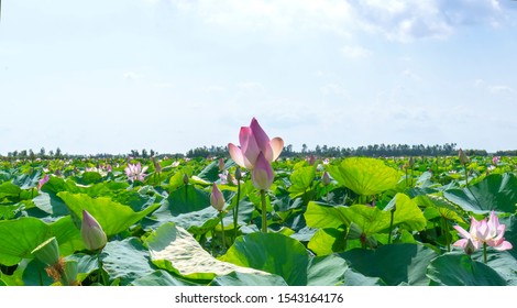 The Lotus Bloom In The Field On A Summer Morning In The Swamp. Flower Symbolism Of Buddhism