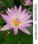 Lotus blooming, light pink petals Hold up a prominent bouquet to show off your beauty. In the center there are many yellow stamens. Lure insects to sniff