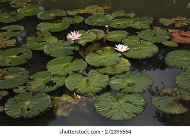 Lotus In The Bogor Botanical Gardens, West Java, Indonesia.