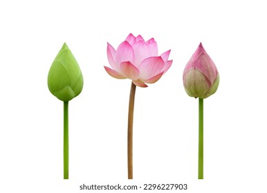 lotus buds and blooming lotus isolated on white background  - Powered by Shutterstock