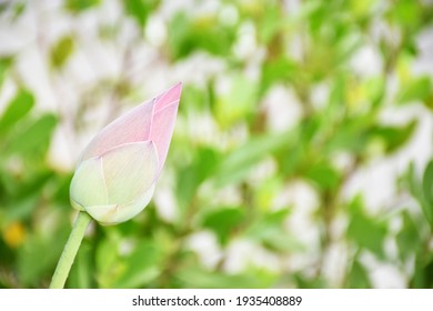 花蕾图片 库存照片和矢量图 Shutterstock