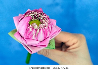 Lotus is compared to the cycle of birth, death and rebirth. Lotus flower is the symbol of human growth and development.