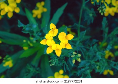 lotus corniculatus, birds foot trefoil, in a wild field - Shutterstock ID 2197772281