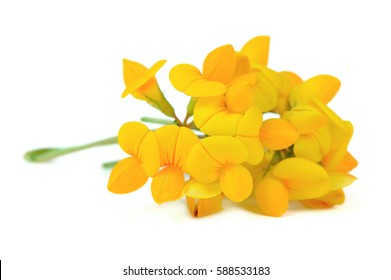 Lotus Corniculatus Isolated