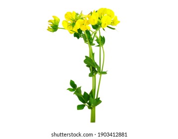 Lotus Corniculatus Soil Control, Medicinal and Ornamental Flower Plant. Known as Bird's-Foot Trefoil, Eggs and Bacon, Birdsfoot Deervetch, and Bird's-Foot Trefoil. Isolated on White Background. - Shutterstock ID 1903412881