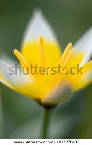 Lotus crocus yellow flower white spring flower garden fresh macro closeup photography