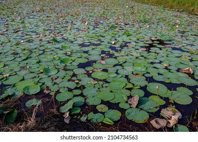 Lotus Farm At Pullu, Thrissur District, Kerala, South India