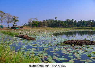 Lotus Farm At Pullu, Thrissur District, Kerala, South India