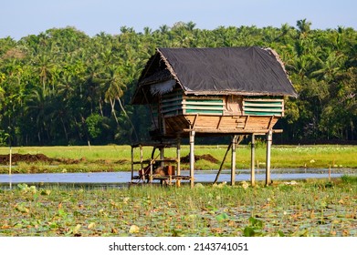 Lotus Farm At Thirunavaya, Malappuram District, Kerala, South India