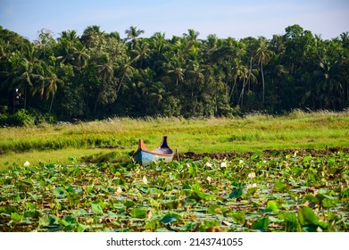 Lotus Farm At Thirunavaya, Malappuram District, Kerala, South India