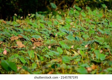 Lotus Farm At Thirunavaya, Malappuram District, Kerala, South India