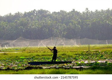 Lotus Farm At Thirunavaya, Malappuram District, Kerala, South India