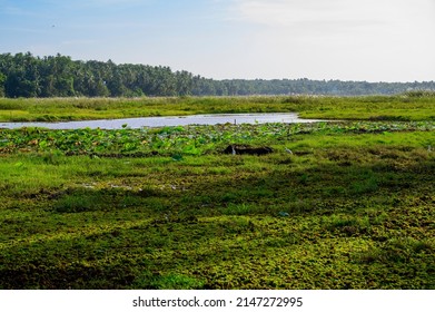 Lotus Farm At Thirunavaya, Malappuram District, Kerala, South India