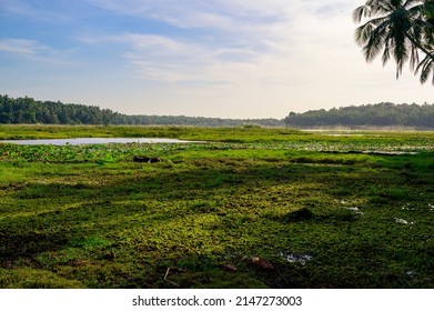 Lotus Farm At Thirunavaya, Malappuram District, Kerala, South India