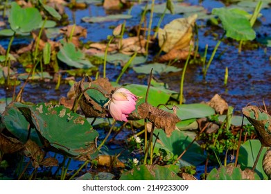 Lotus Farm At Thirunavaya, Malappuram District, Kerala, South India