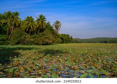 Lotus Farm At Thirunavaya, Malappuram District, Kerala, South India