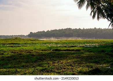 Lotus Farm At Thirunavaya, Malappuram District, Kerala, South India