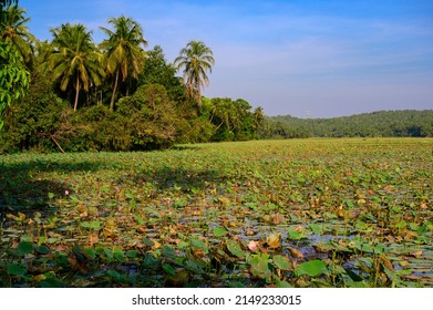 Lotus Farm At Thirunavaya, Malappuram District, Kerala, South India