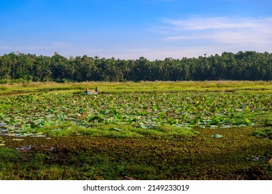 Lotus Farm At Thirunavaya, Malappuram District, Kerala, South India