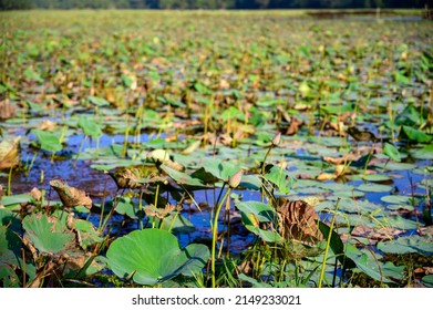 Lotus Farm At Thirunavaya, Malappuram District, Kerala, South India