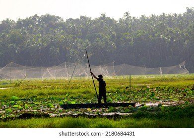 Lotus Farm At Thirunavaya, Malappuram District, Kerala, South India