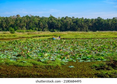 Lotus Farm At Thirunavaya, Malappuram District, Kerala, South India