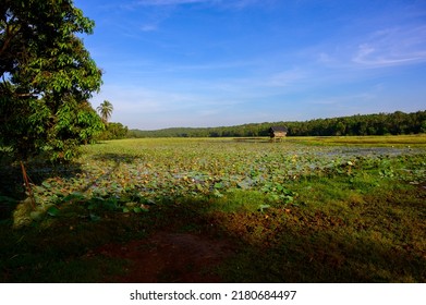 Lotus Farm At Thirunavaya, Malappuram District, Kerala, South India