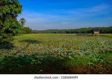 Lotus Farm At Thirunavaya, Malappuram District, Kerala, South India