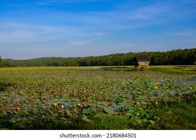 Lotus Farm At Thirunavaya, Malappuram District, Kerala, South India