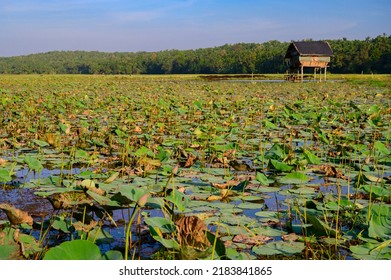 Lotus Farm At Thirunavaya, Malappuram District, Kerala, South India