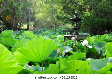 Lotus Field At Royal Botanic Garden, Sydney, Australia