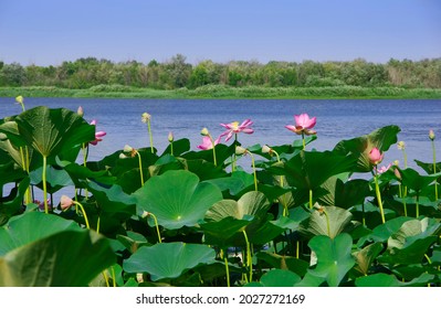 Lotus Fields In The Volga Delta In The Astrakhan Region.