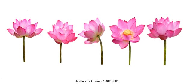 Images Photos Et Images Vectorielles De Stock De Lotus