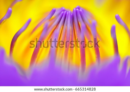 Similar – Crocus Closeup 1 Flower