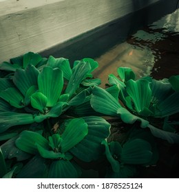 Lotus Flower Above The Fish Pond