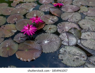 The Lotus Flower Above The Lake