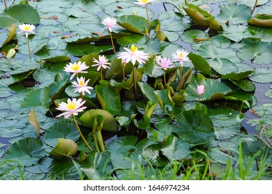 
Lotus Flower Above The River